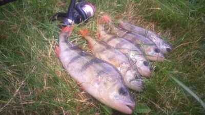 Eurasian perch ×5