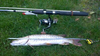 Northern Pike — Ilgajis