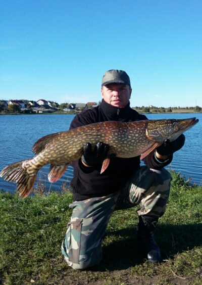 Northern Pike, 6.3 kg