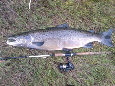 Atlantic salmon, 5.8 kg — Šventoji