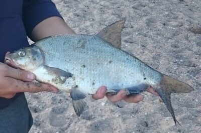 Carp bream, 1.0 kg — Kaunas reservoir