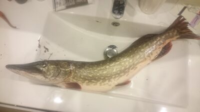 Northern Pike, 2.8 kg — Neris River