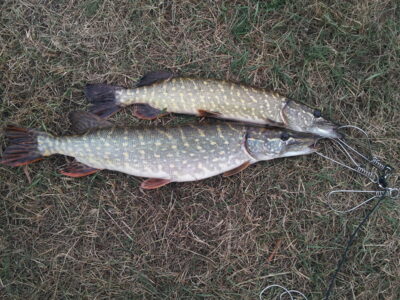 Northern Pike, 1.5 kg — Neman River