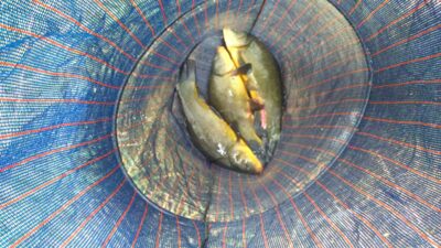 Tench ×3