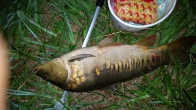 Carp, 5.0 kg
