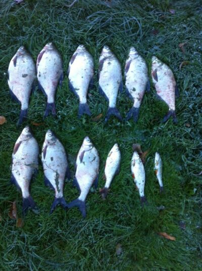 Carp bream ×9