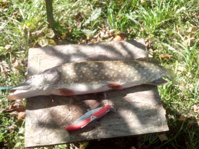 Northern Pike, 1.7 kg — Neman River