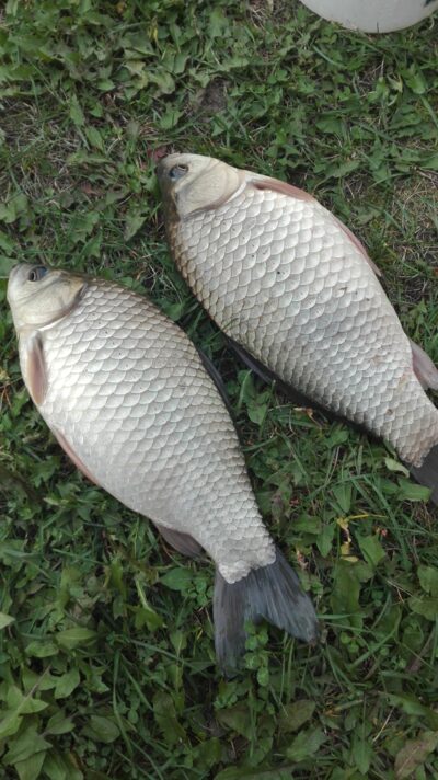 Prussian carp, 1.8 kg