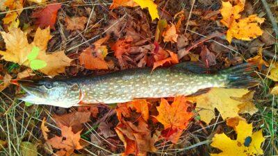 Northern Pike — Luodis