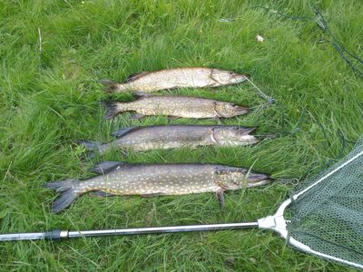 Northern Pike ×4 — Ruovesi