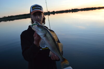 Pike perch, 1.1 kg — Sartai