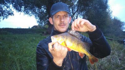 Eurasian perch, 0.5 kg — Nevėžis