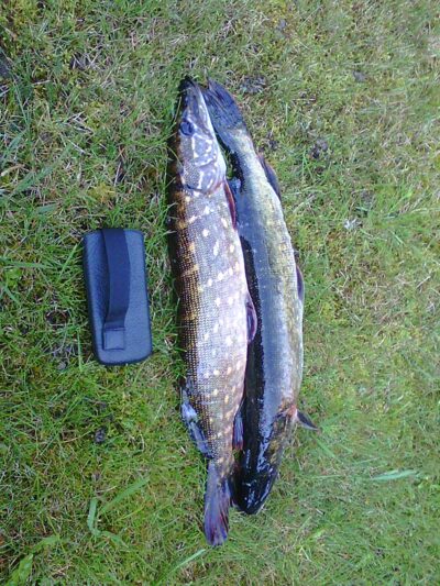 Northern Pike, 0.8 kg — Dargaičių