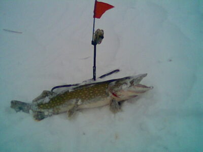 Northern Pike, 1.2 kg — Babītes ezers