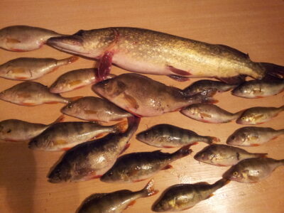 Northern Pike, 2.2 kg