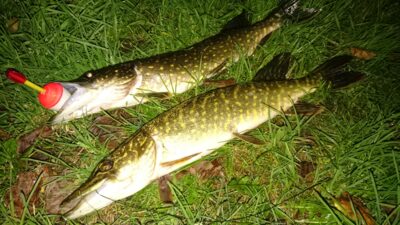 Northern Pike, 1.3 kg — Laukžemių