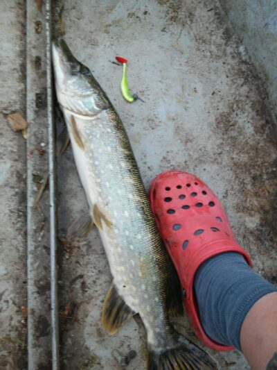 Northern Pike, 0.3 kg