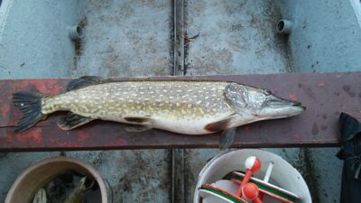 Northern Pike, 8.0 kg — Sablauskių