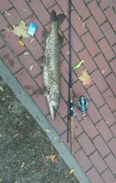 Northern Pike, 3.9 kg — Neman River