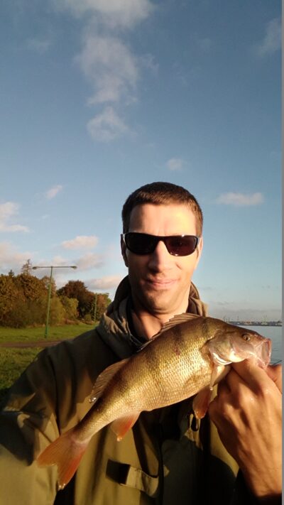 Eurasian perch, 0.5 kg