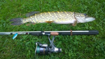 Northern Pike, 1.0 kg