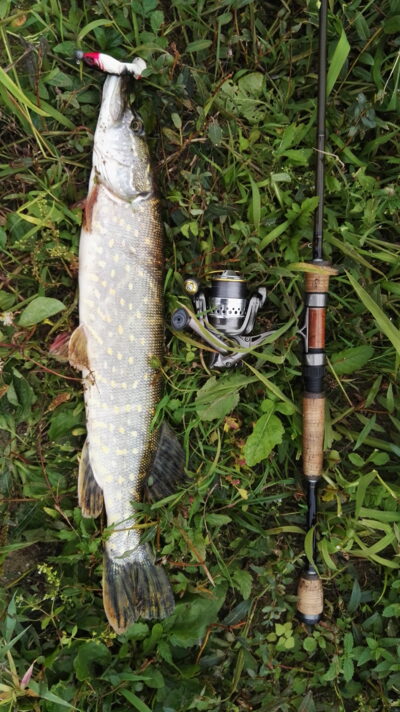 Northern Pike — Neman River