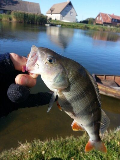 Eurasian perch, 0.4 kg — Minija