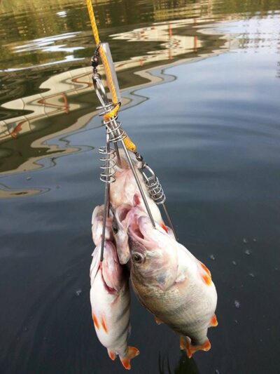Eurasian perch ×6 — Minija