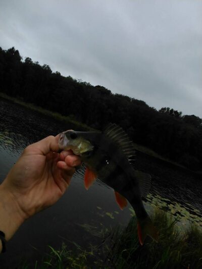 Eurasian perch, 0.2 kg — Kermėžys