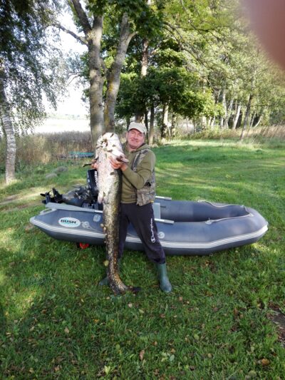Wels catfish, 33.0 kg