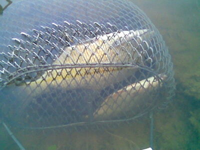 Carp bream, 1.4 kg — Beržėnų