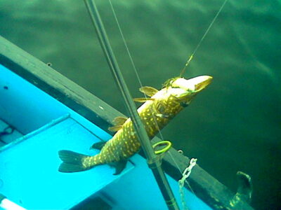 Northern Pike, 1.3 kg — Smalių