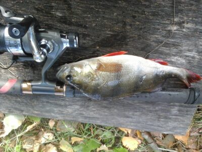 Eurasian perch, 0.4 kg — Kiaunas