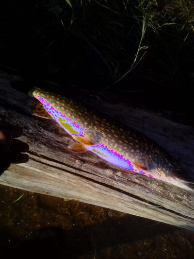 Northern Pike, 2.2 kg — Kaunas reservoir