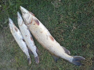 Northern Pike ×3