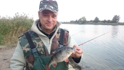 Eurasian perch — ATMATA