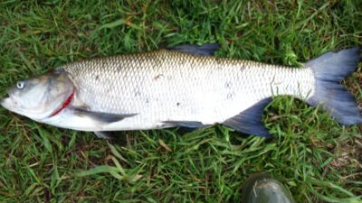 Asp, 3.6 kg — Neman River