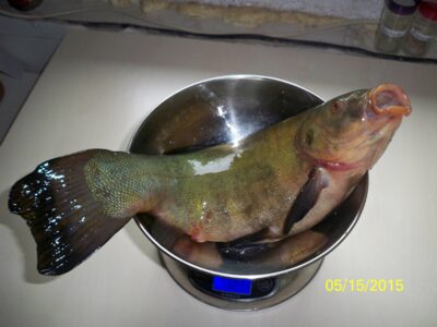 Tench