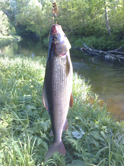 Grayling, 0.5 kg — Čerkšnė