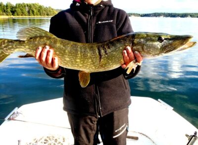 Northern Pike — Baltic Sea