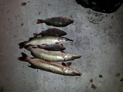 Northern Pike ×3 — ATMATA
