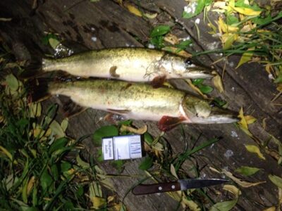 Northern Pike, 1.3 kg — Pakruojo