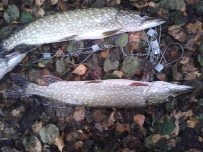 Northern Pike
