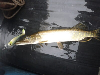 Northern Pike
