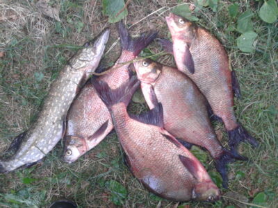 Carp bream ×4 — Arinas