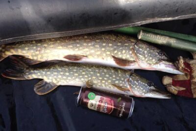 Northern Pike, 3.4 kg — Šona