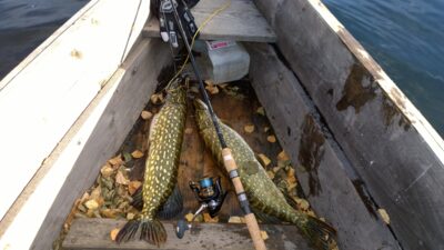 Northern Pike, 3.0 kg — Platelių