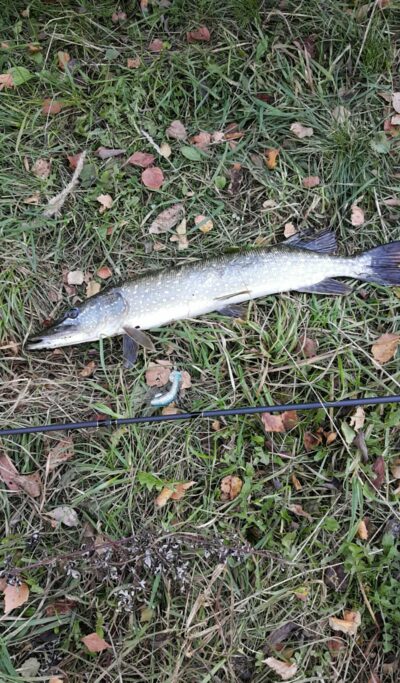 Northern Pike — Tūbausių I-asis