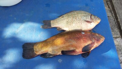 Tench, 1.4 kg — Kaunas reservoir