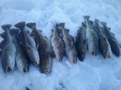 Atlantic cod ×10